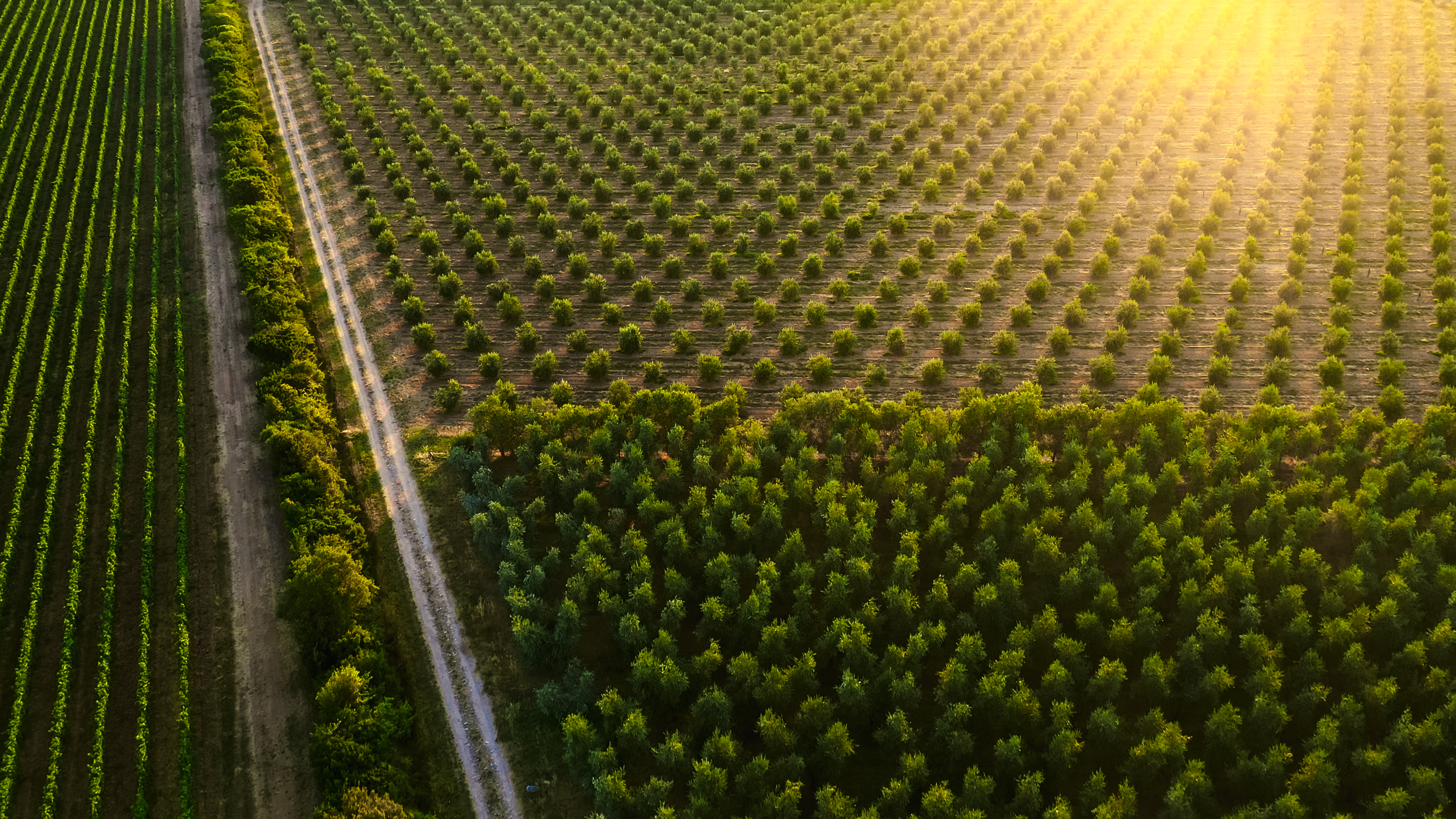 Aerial view of expansive farmland and orchards, representing the long-term planning and strategy of successful insurance agents nurturing potential clients.