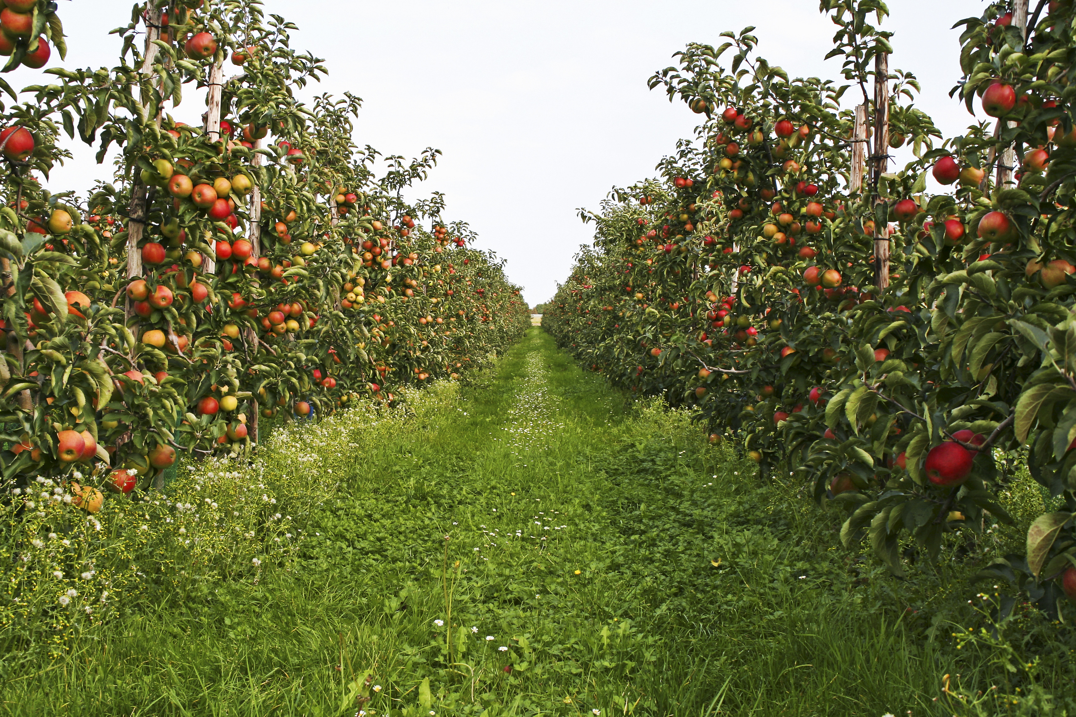 Apple orchard with ripe red apples along a footpath, illustrating the journey of insurance agents developing strong connections with prospective clients to become successful insurance agents.