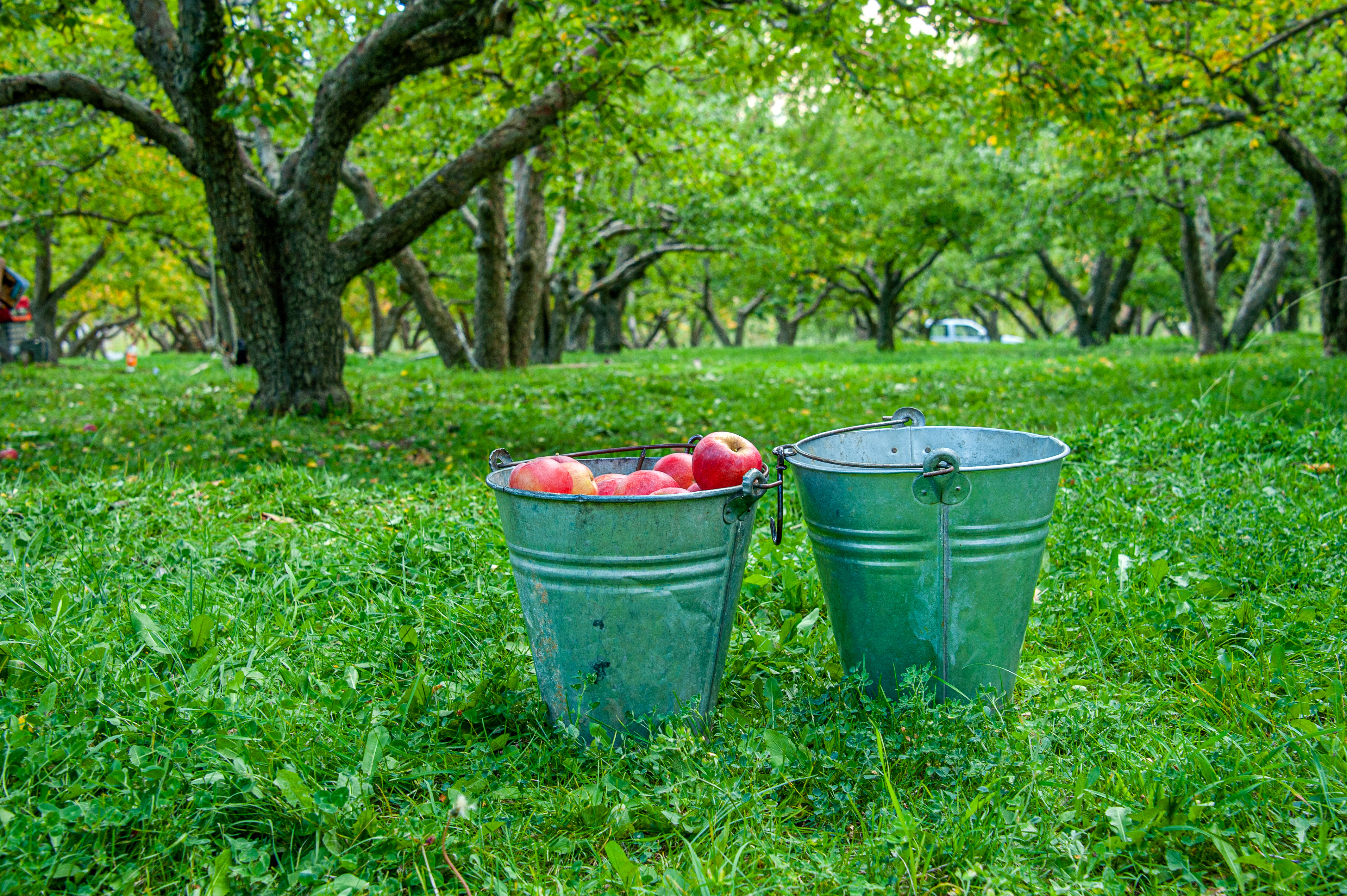 One full bucket and one empty bucket of apples in an orchard, symbolizing the growth potential of insurance agents as they cultivate relationships with prospective clients.