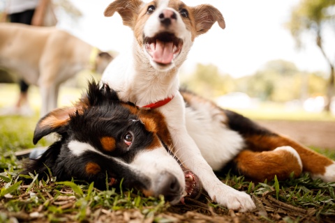 Two dogs playing in the grass