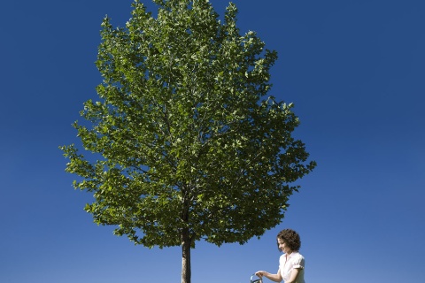 a small business person watering a tree to show growth strategies for independent Agency Success